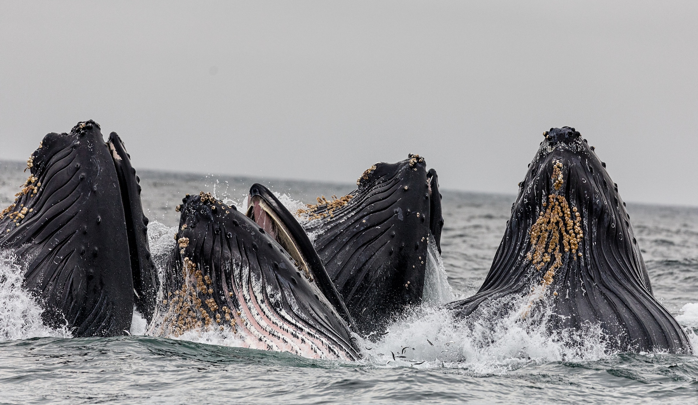 Exploring the Diversity of Whale Species: A Comprehensive Guide