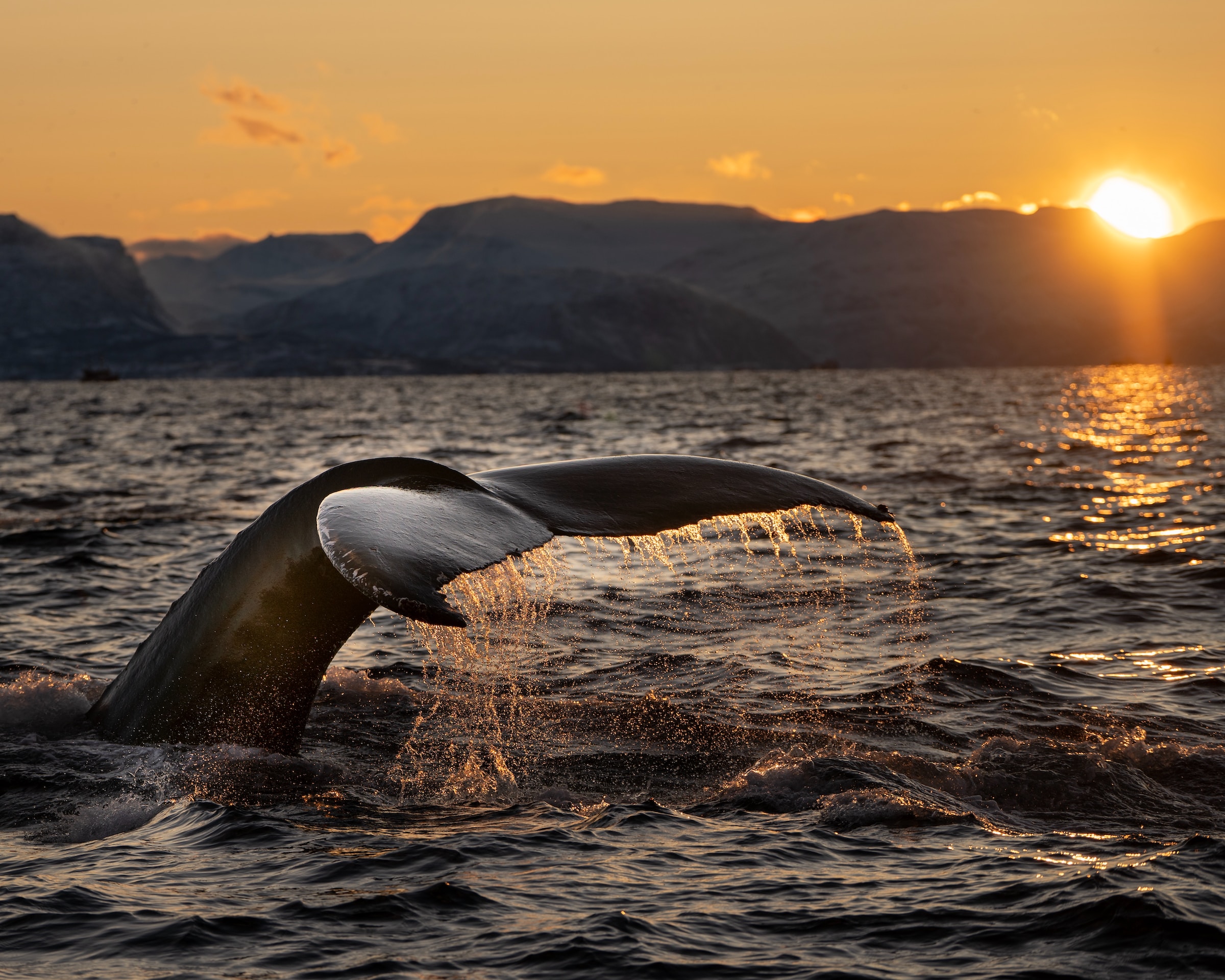 Preserving Majestic Giants: A Spotlight on Whale Conservation