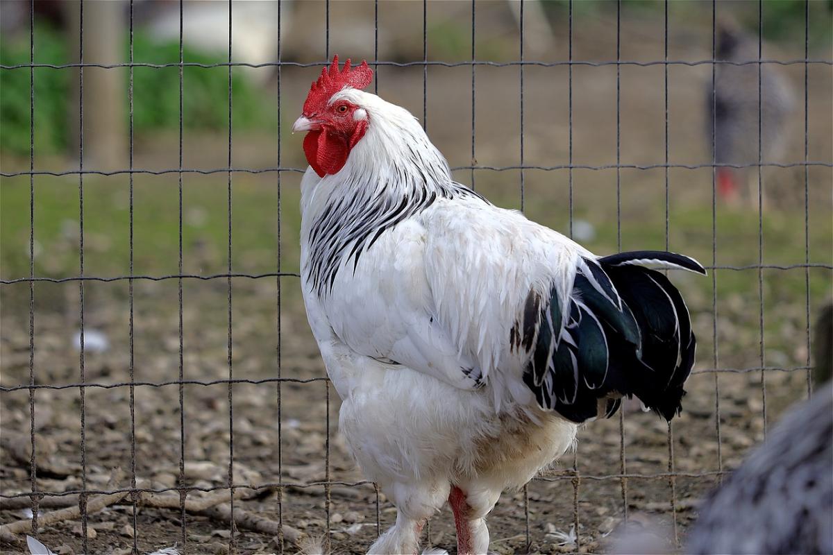 Securing Your Chicken Coop: Top Methods