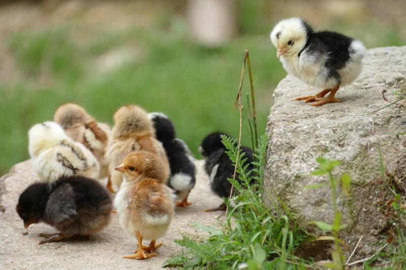 A comprehensive guide covering the must-have essentials for raising chickens is essential for any aspiring poultry farmer
