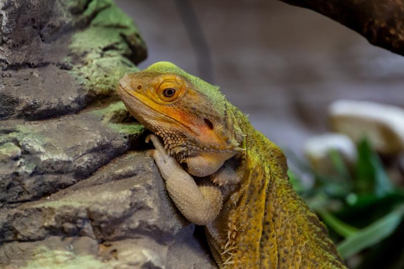 Creating a comfortable and natural habitat for your bearded dragon in a terrarium