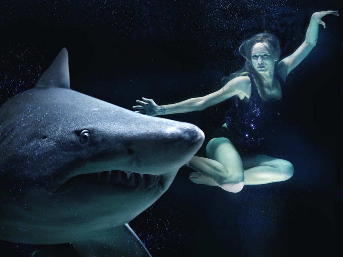 Is Shark Attack Frequency on the Rise?