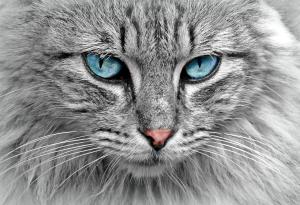 Cats are one of the most ancient and iconic members of the animal kingdom