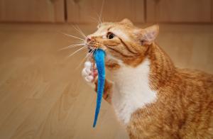 Find the perfect toys for kittens and senior cats