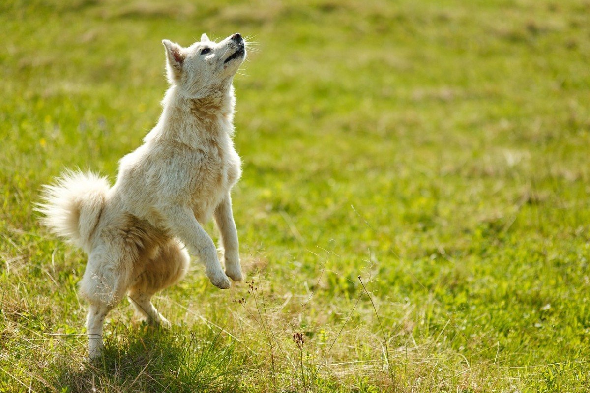 Dog Insecurity and Jealousy: Tackle it Head-On