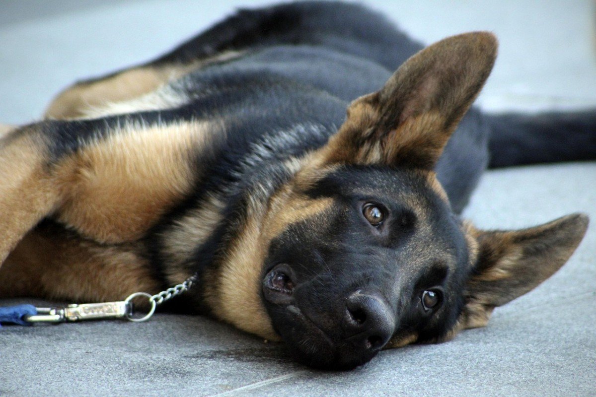 Mastering Basic Obedience: Building a Solid Foundation