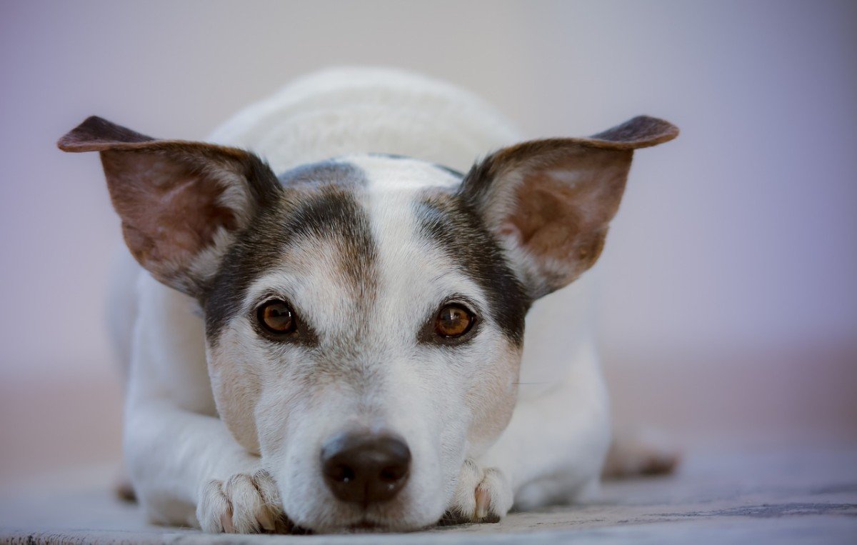 Pavlov's Dog: The Science of Classical Conditioning