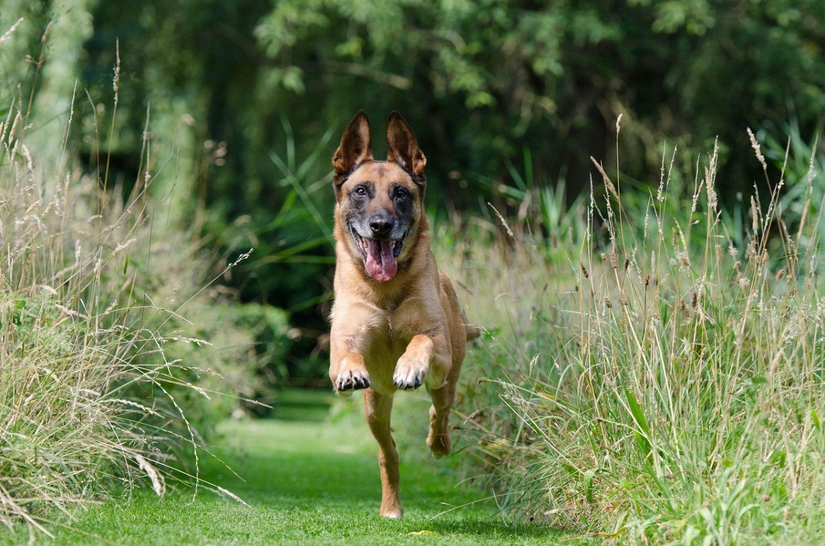 Expert Insight: Dr Dunbar on Effective Dog Training