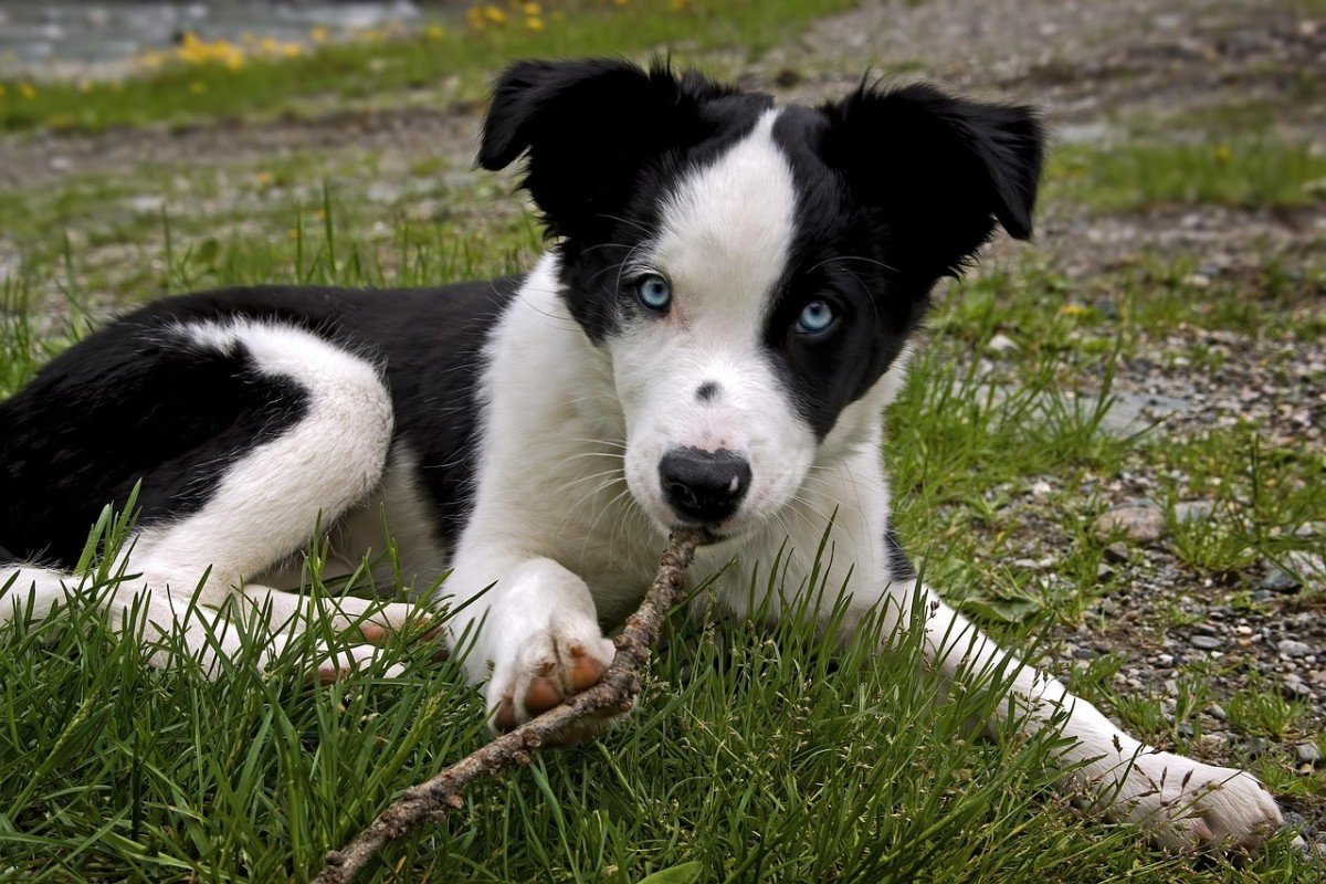 Top 5 Easiest Dogs to Train: Hassle-free Training Made Simple
