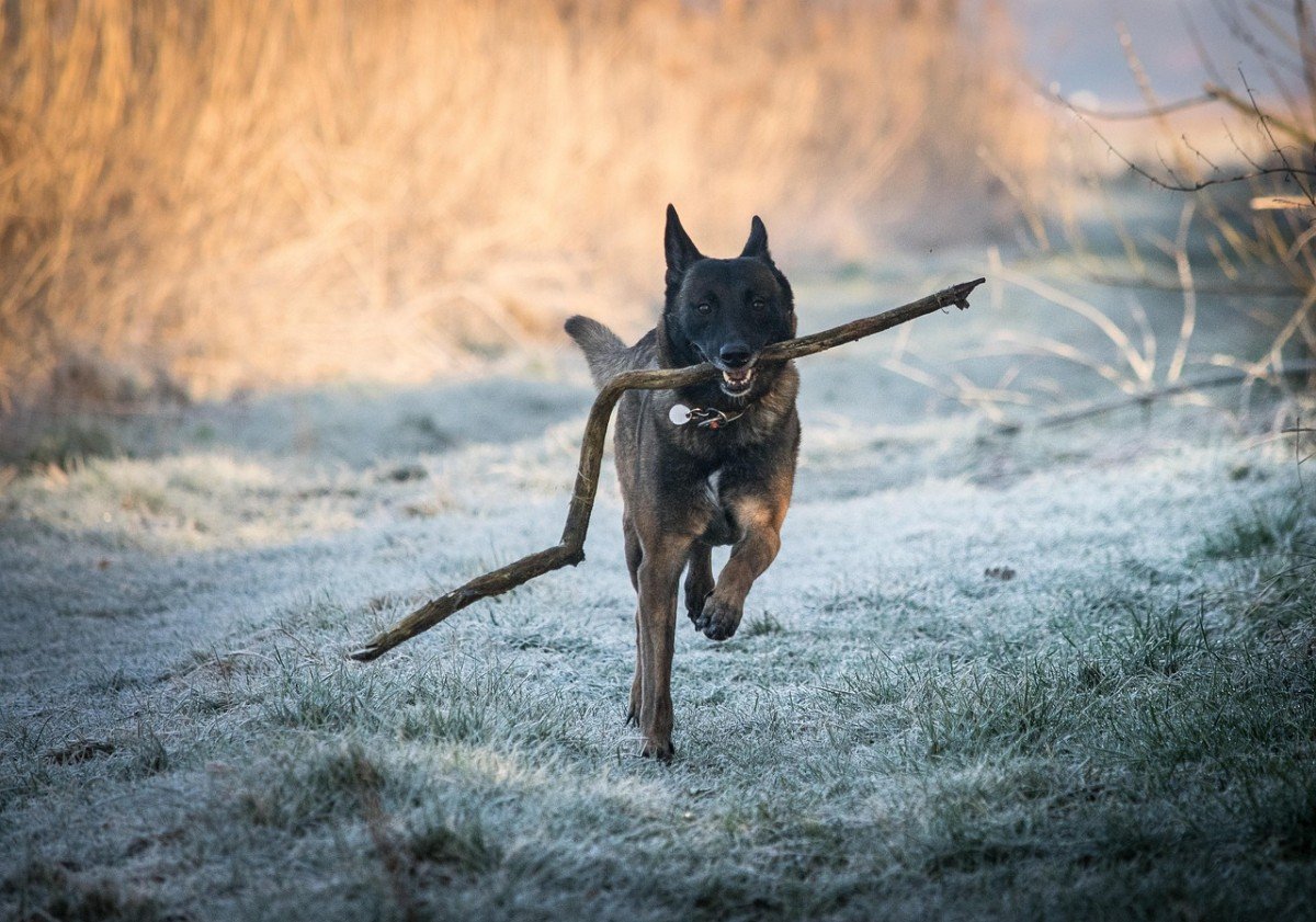 The Genius Canines: Smartest Dog Breed