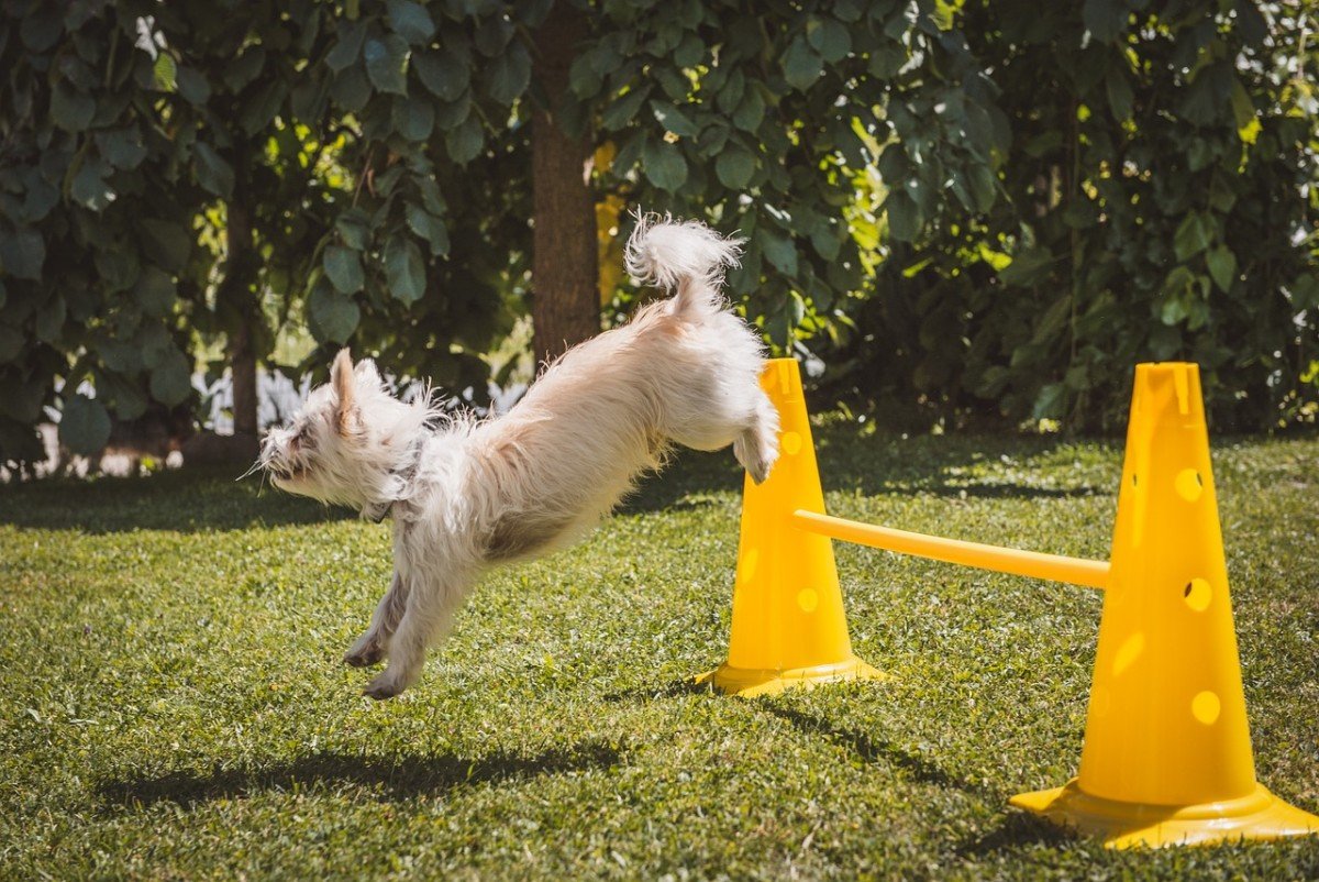 Mastering Canine Discipline: Expert Dog Training in UK