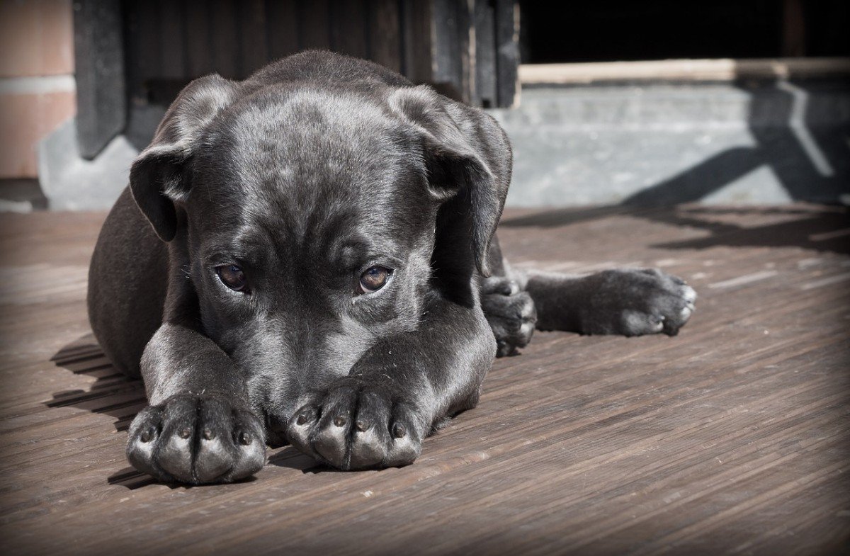 When to Call a Dog Trainer: Expert Advice
