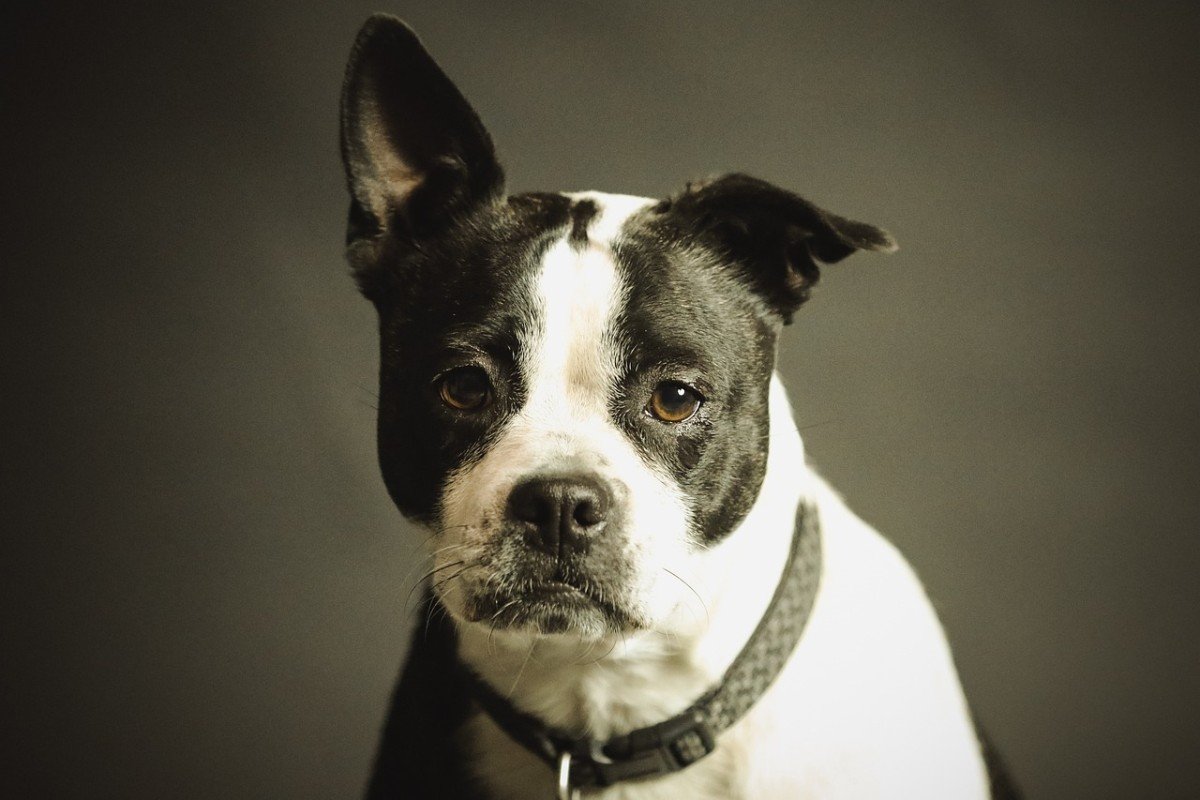 Eliminating the Lure: A Better Approach to Dog Training