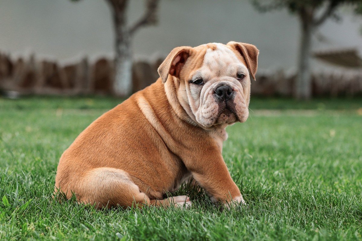 Puppy Prep: Essential Tips for Vet Visits