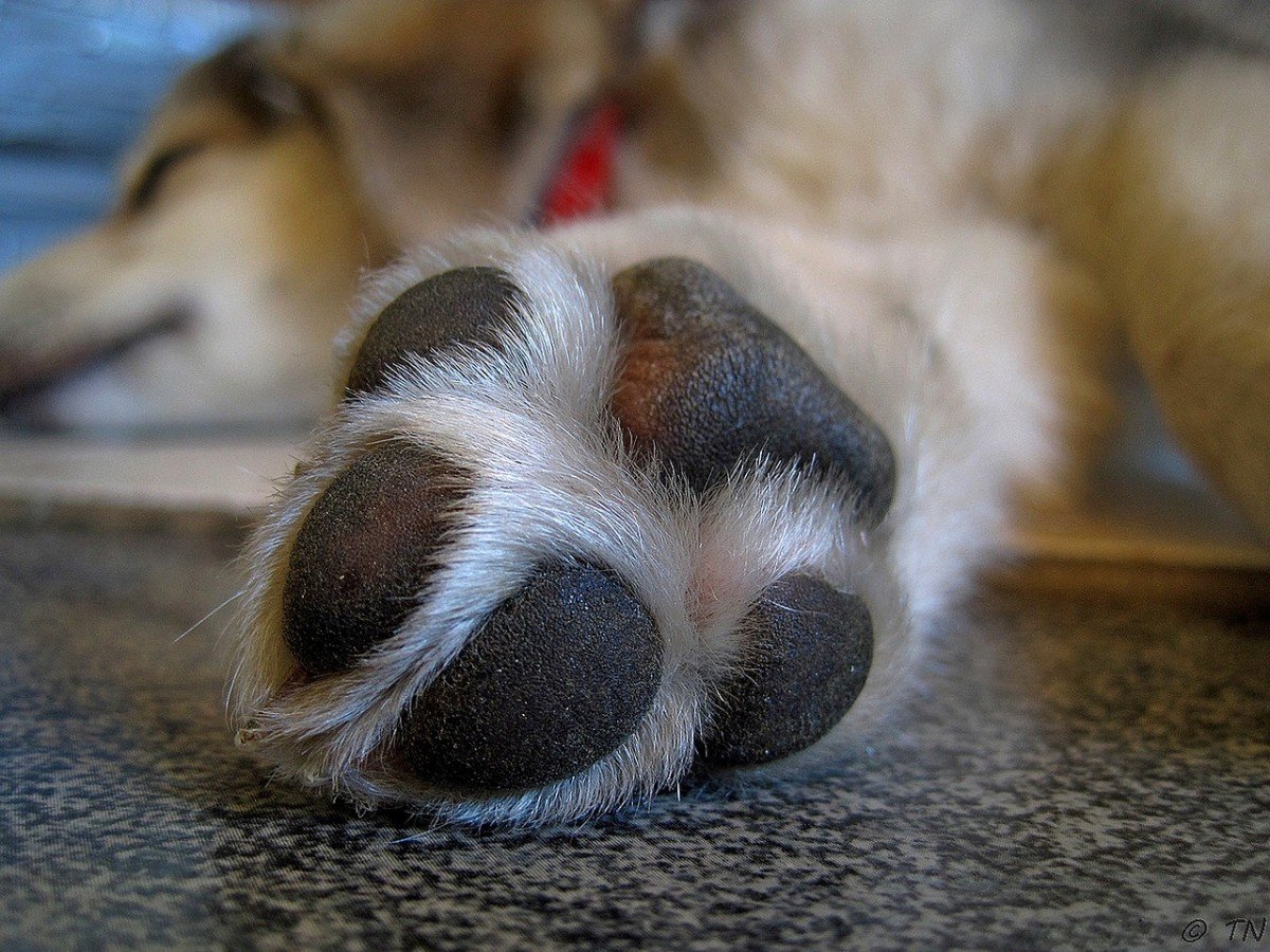 Mastering the Art of Trimming Your Dog's Toes