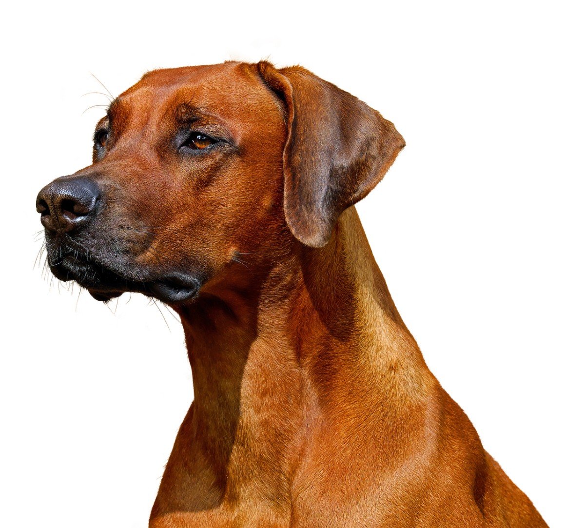 Mastering Patience: Teaching the Wait Command