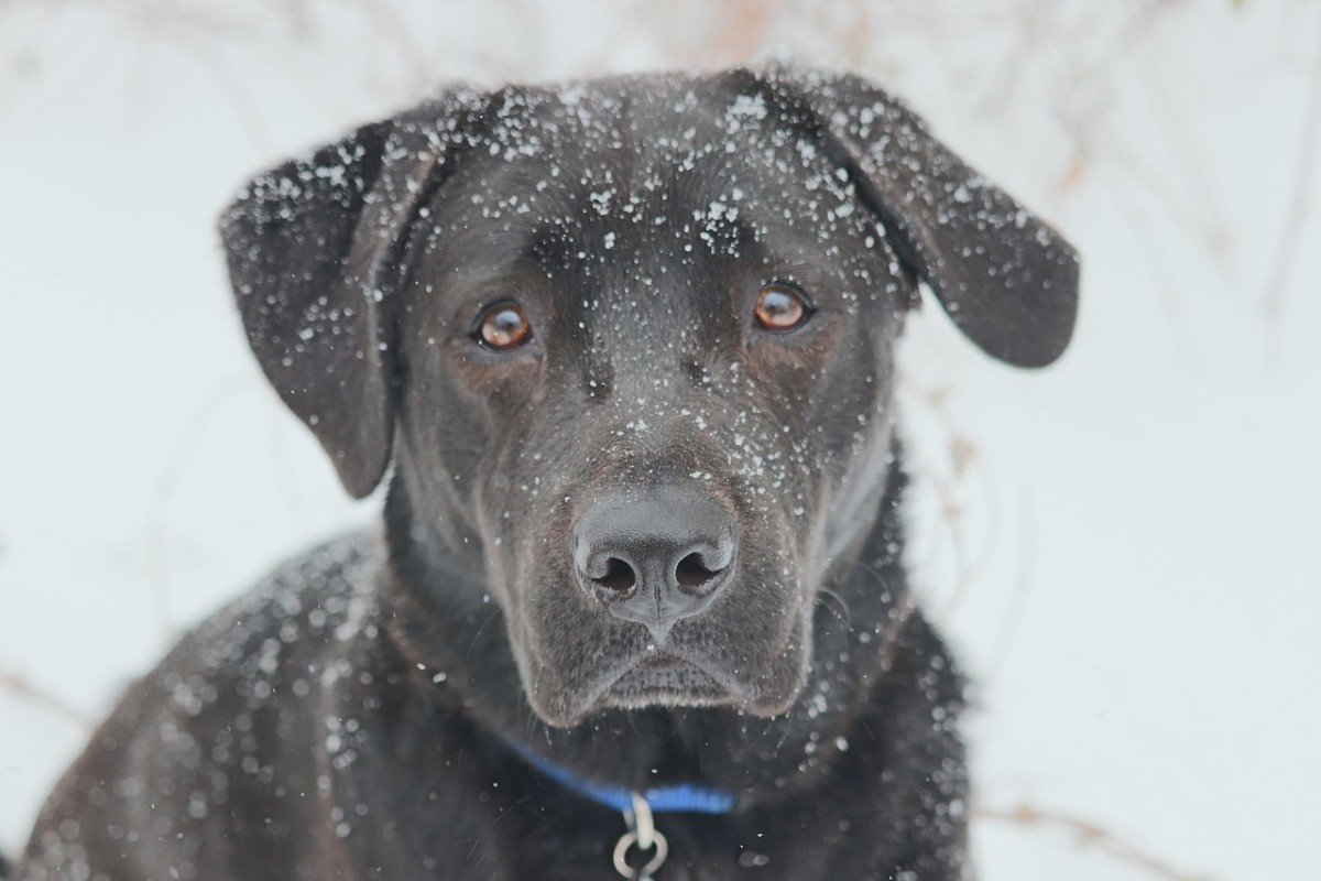 Decoding the Perfect Dog Breed: Essential Considerations