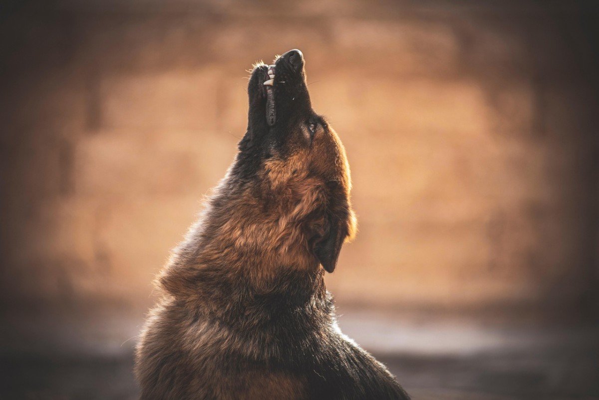 Herding Breeds: A Comprehensive Guide