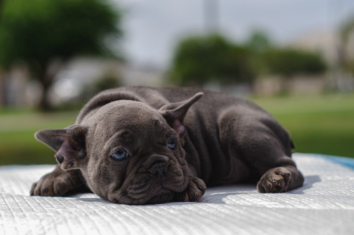 Surviving the First Night: Welcoming a New Puppy