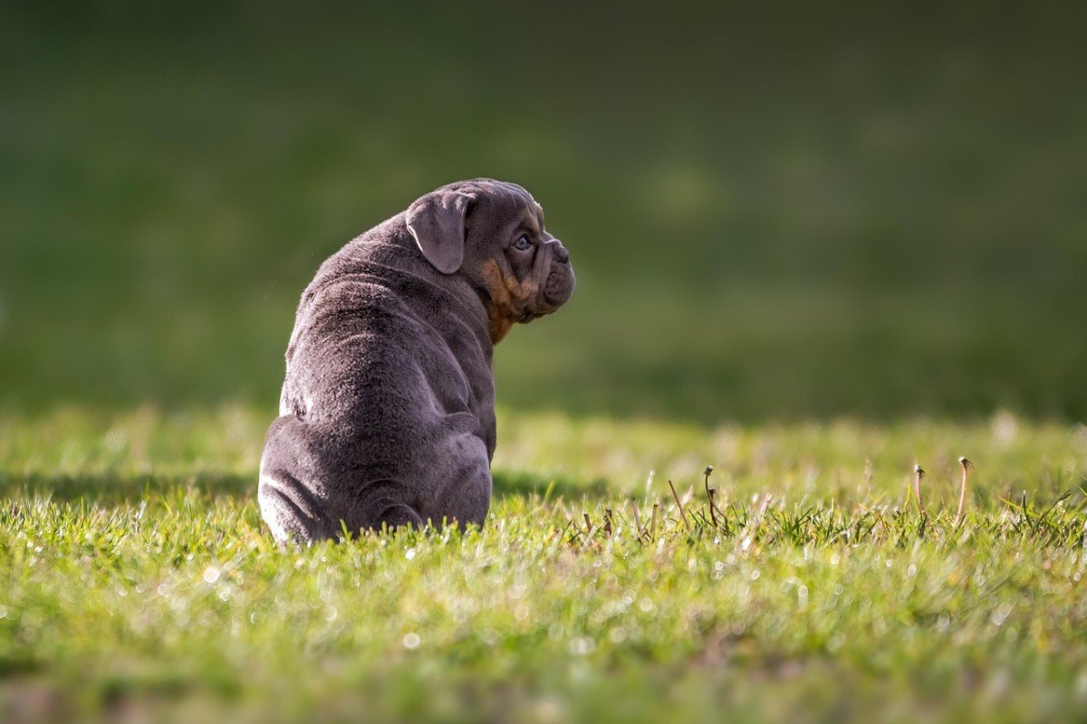 Choosing the Perfect Puppy