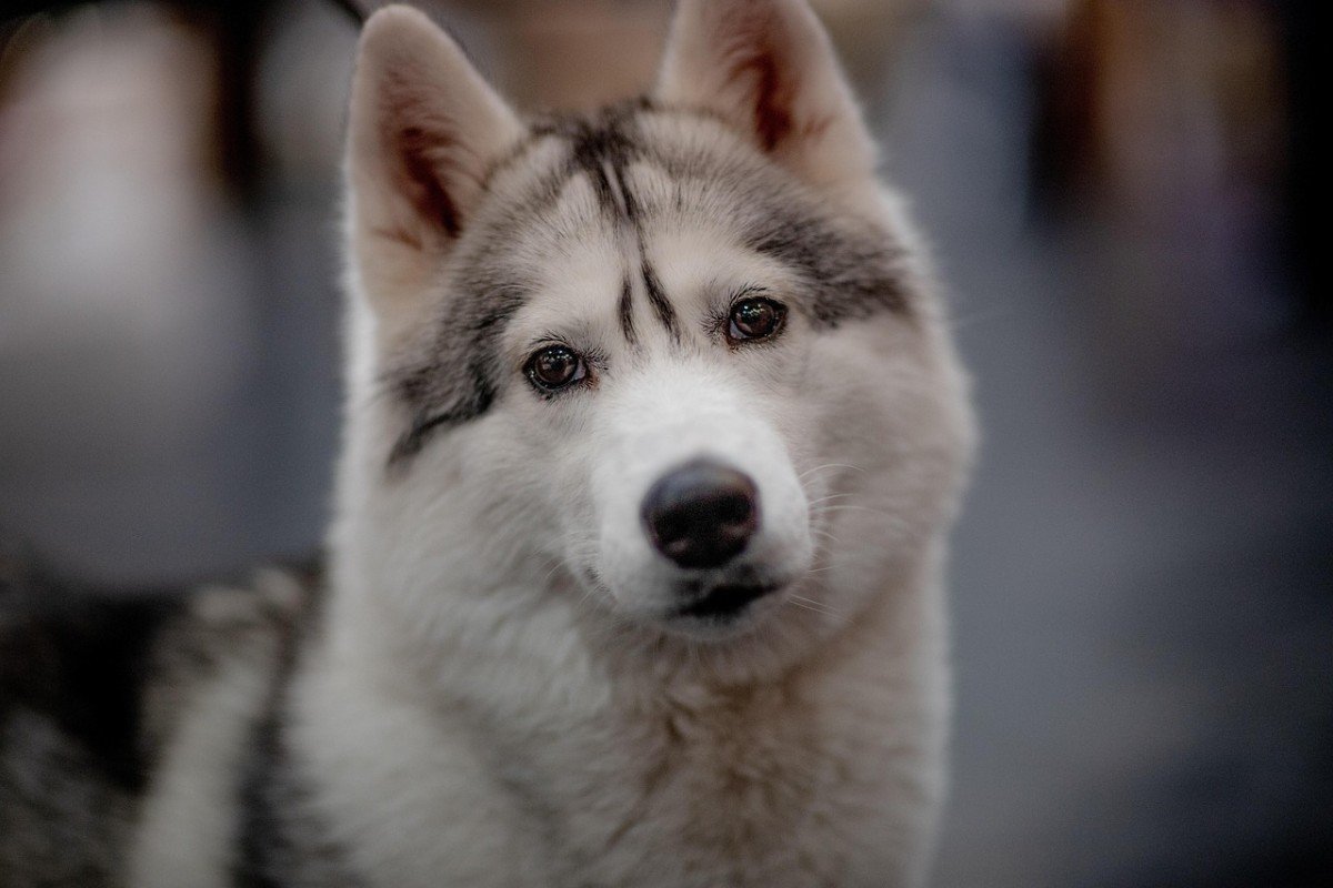 Understanding Dog Bites: Causes and Prevention
