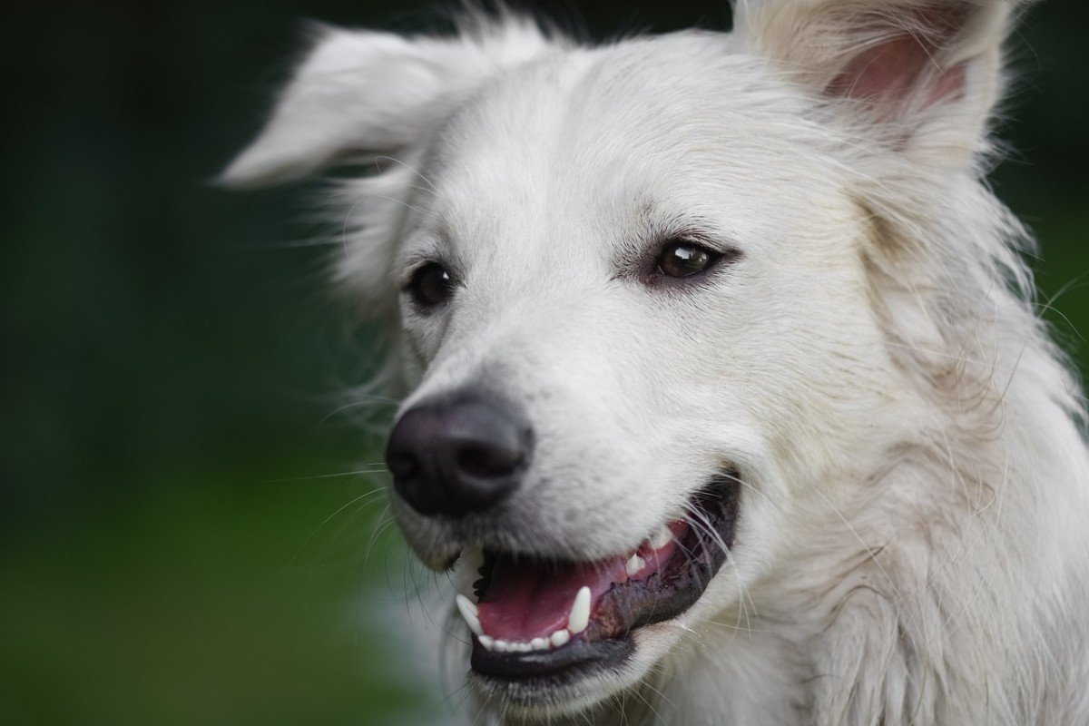 Effective Techniques for Stopping A Dog's Jumping Behavior