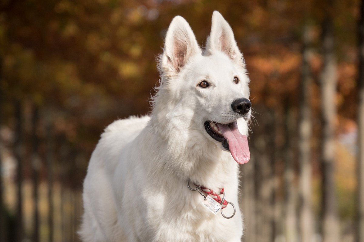 Basic Dog Commands