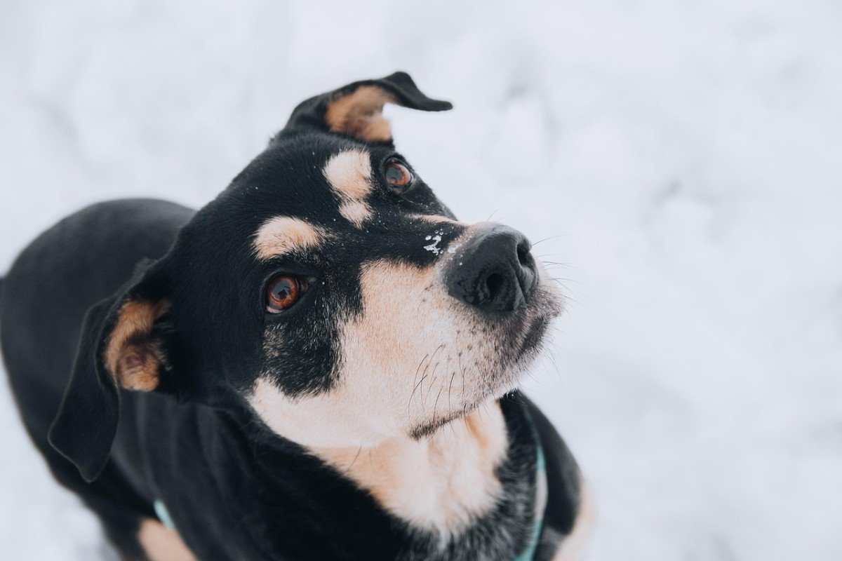 Mastering the Art of Teaching Dogs to Sit
