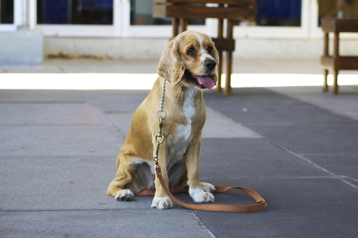 Service Dog Training