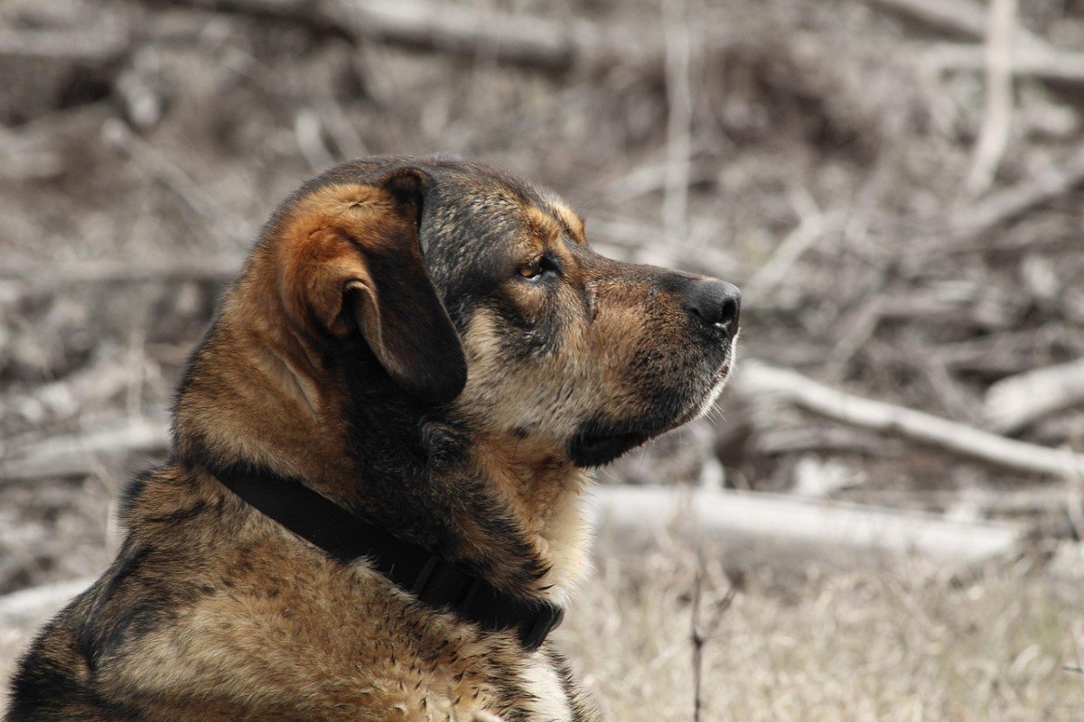 Quick Release Dog Collars Made Easy