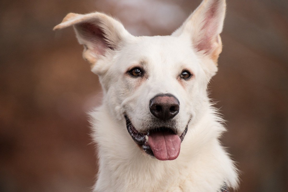 The Transformative Journey of Rescue Dogs