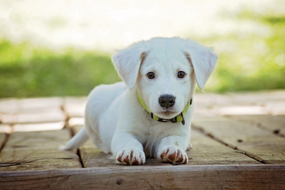 Understanding the Martingale Collar for Dogs