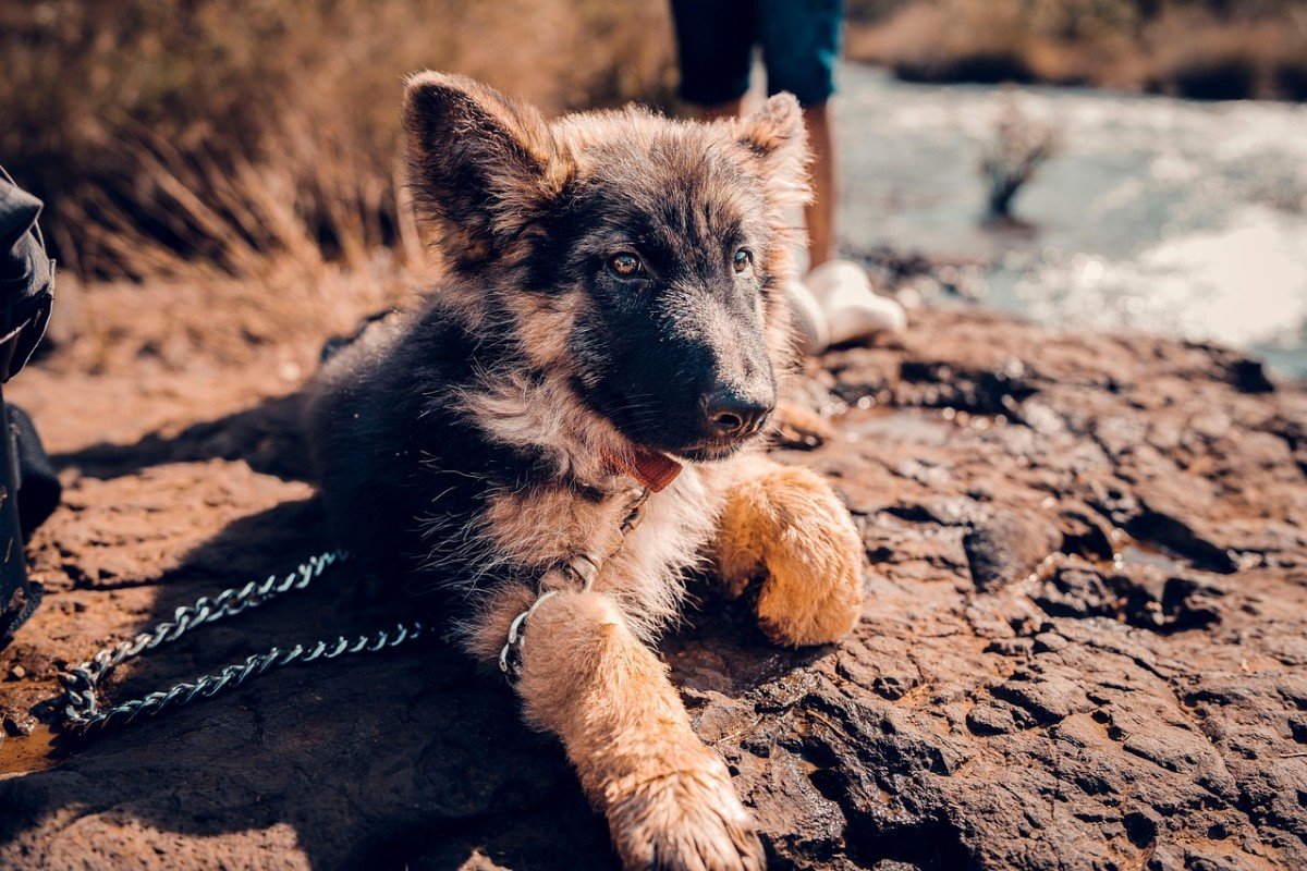 Effective Dog Training: The Benefits of Using Long Leashes