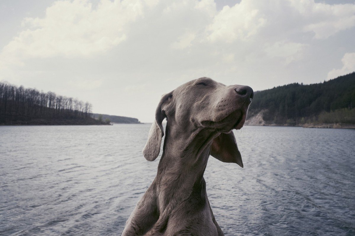 Dive into Success: Teaching Your Dog to Swim