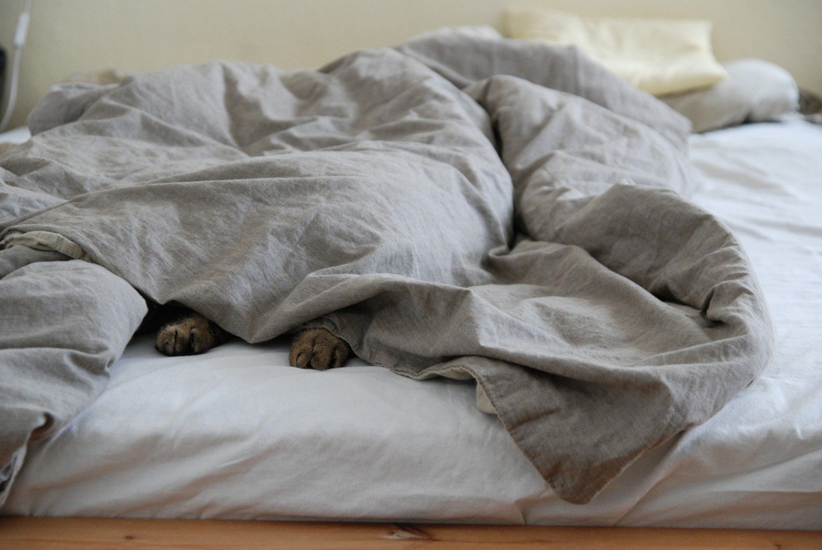Comfortable Dog Beds for Aging Canines