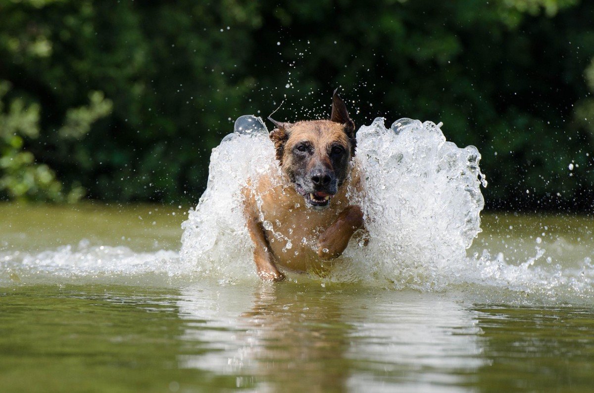 Canine Brain: How Dogs Think