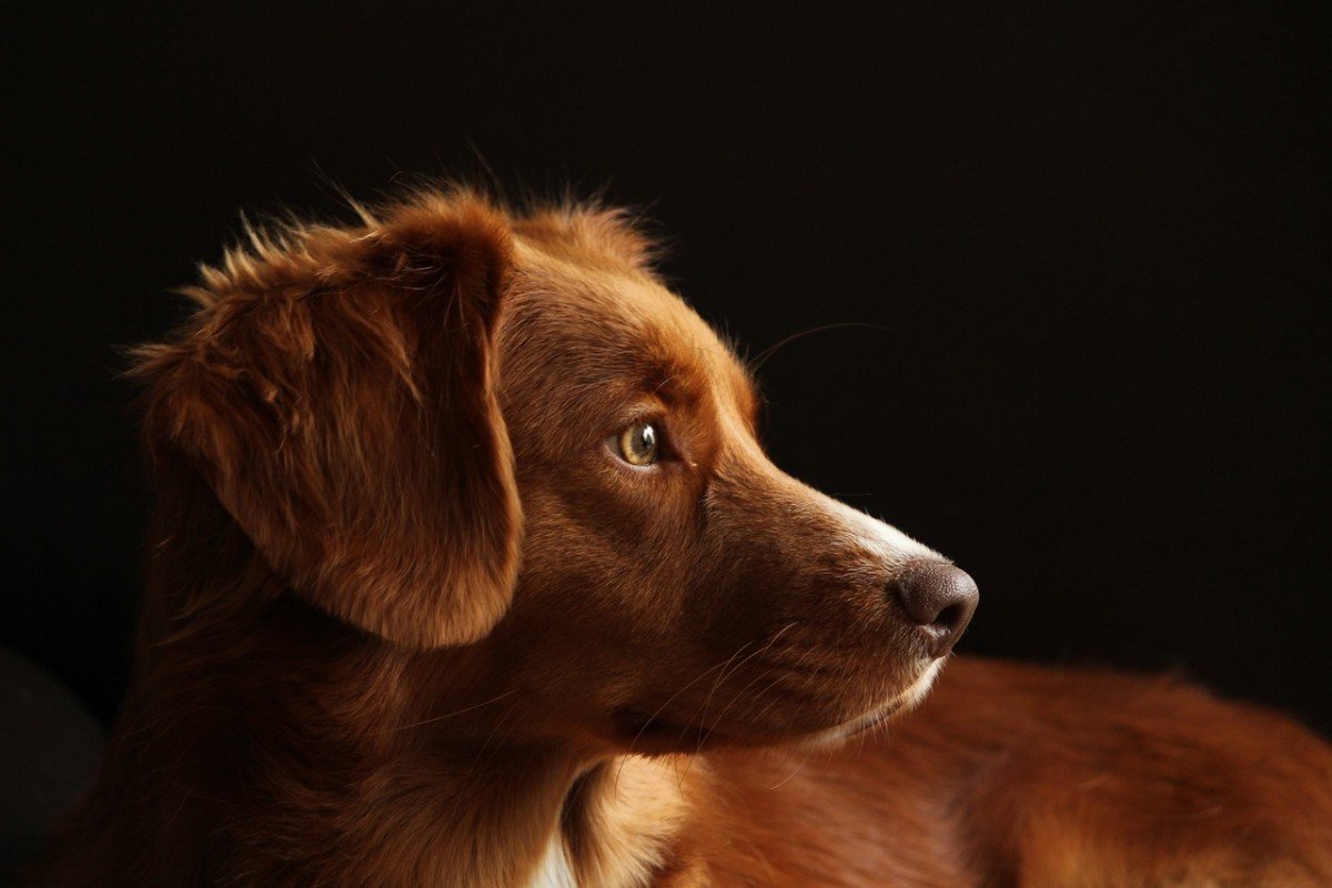 Understanding Fear Stages in Dogs: A Comprehensive Overview