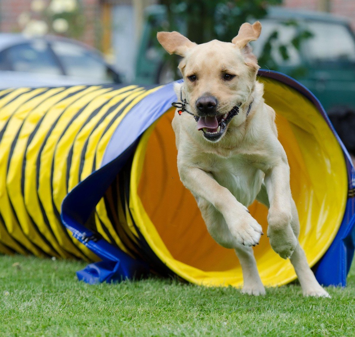 Agility: Training Dogs for High-Speed Courses