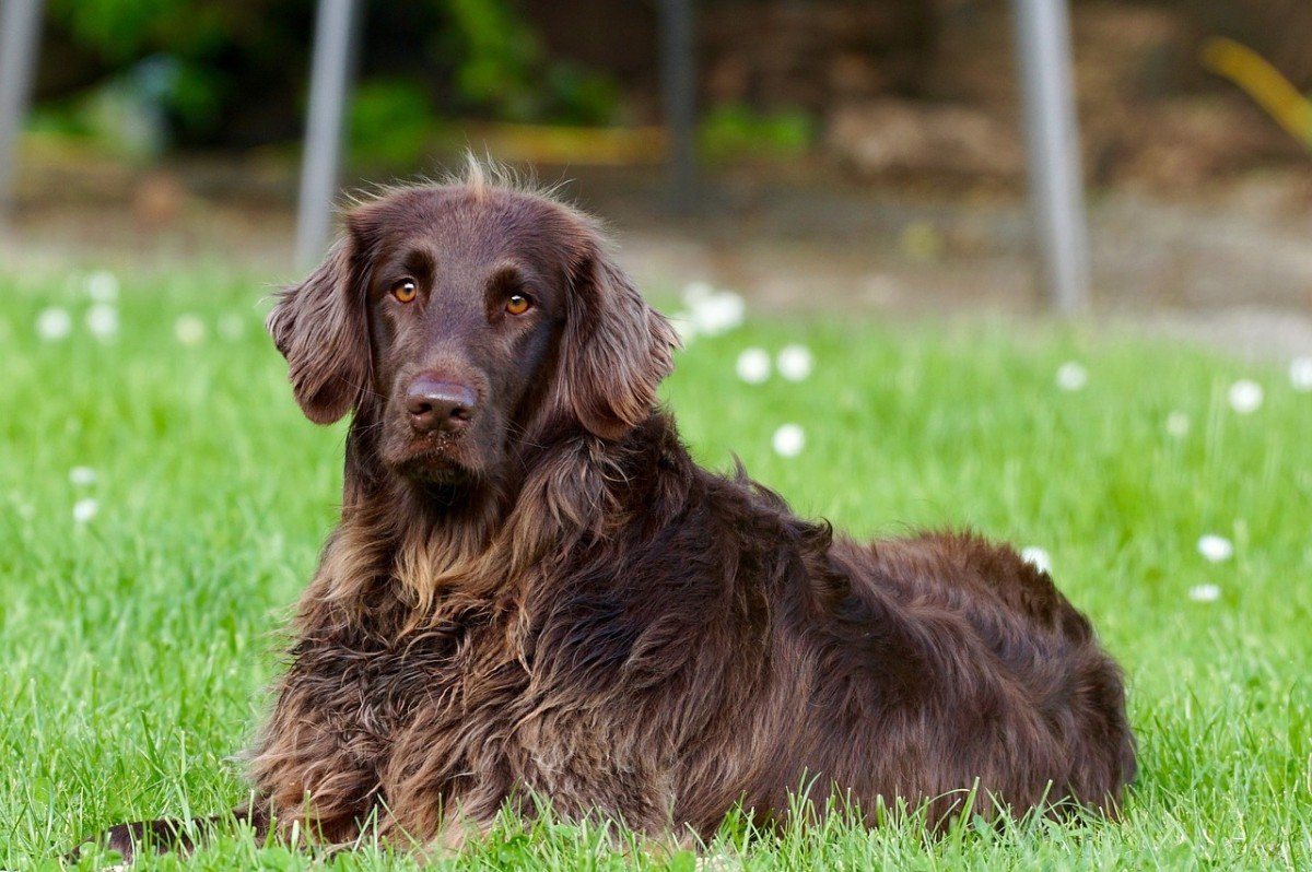 Mastering Canine Ear Cleaning