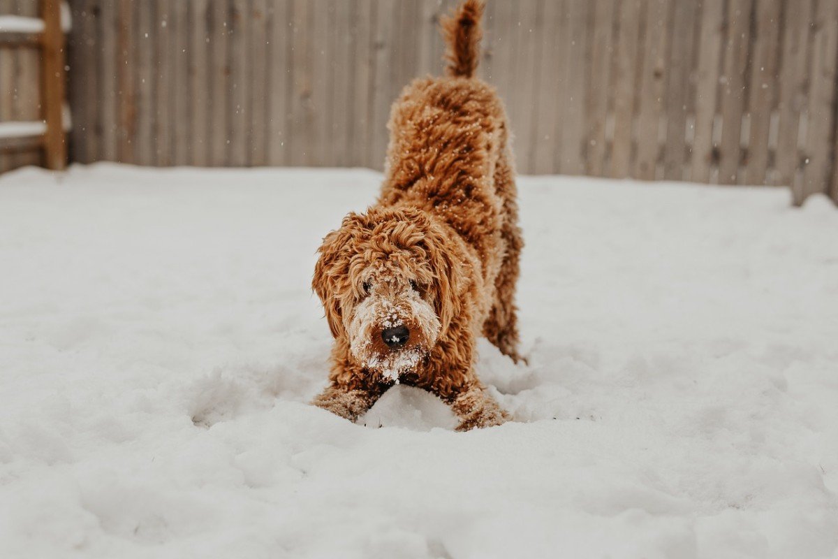 Choosing the Right Size Dog: Toy, Standard, or Giant?