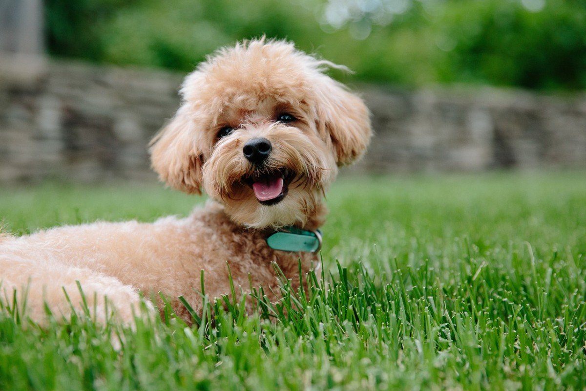 Must-Ask Dog Trainer Questions