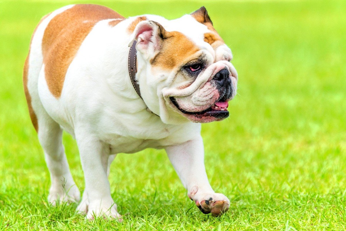 Saving Lives: The Journey of Rescuing Dogs