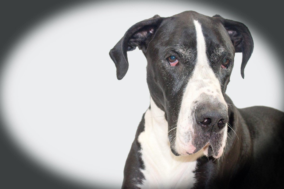 The Joys of Fostering Dogs: Changing Lives Together