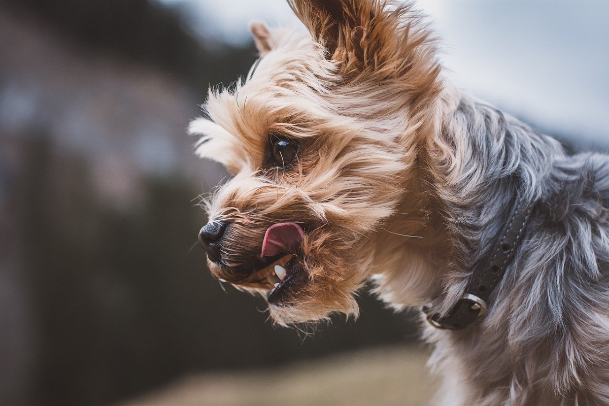 8 Essential Questions to Ask Before Adopting a Dog