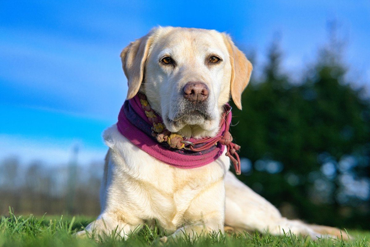 Service Dog Training