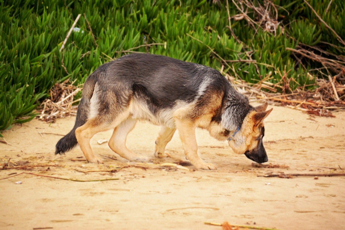 Essential Skills for Training a Service Dog