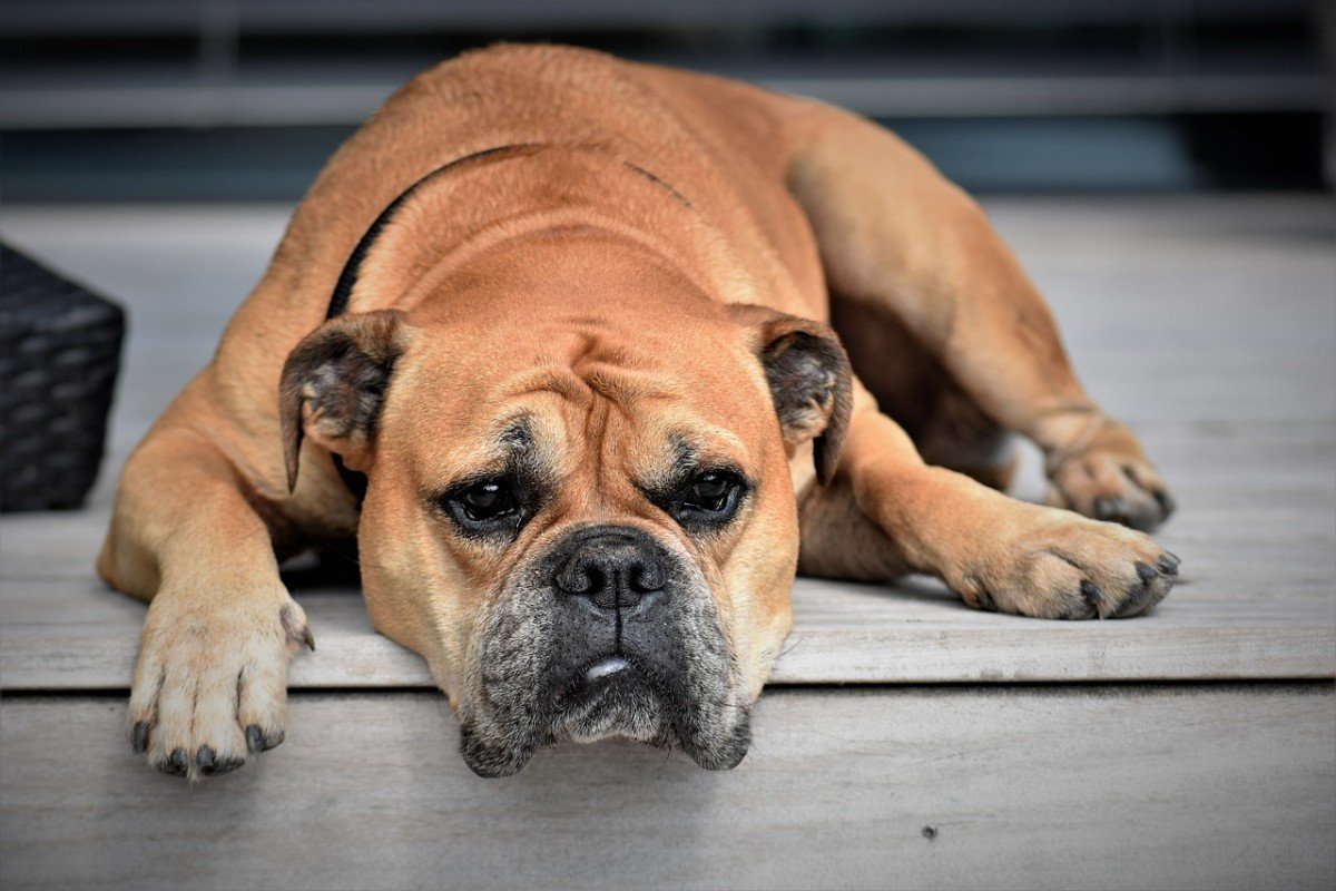 Top Picks: Essential Dog Washing Tools for Pet Owners