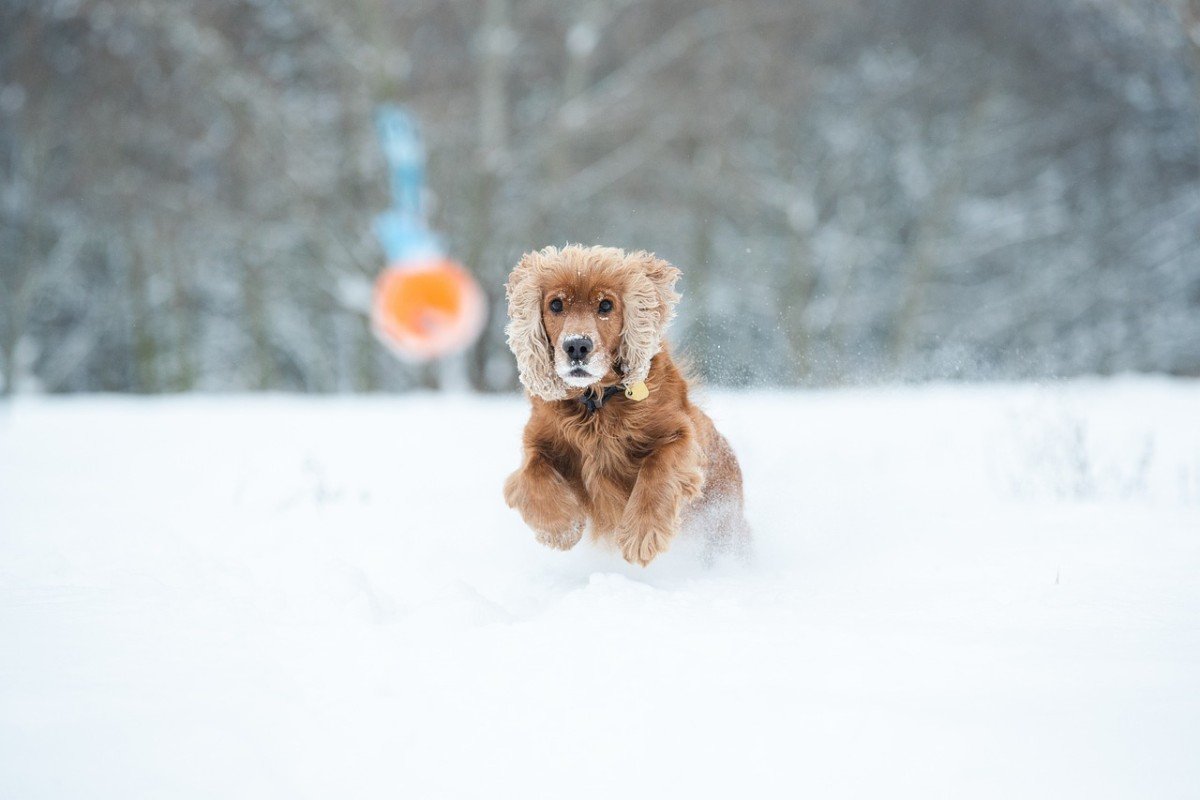 Understanding and Addressing Dog Behavioral Issues