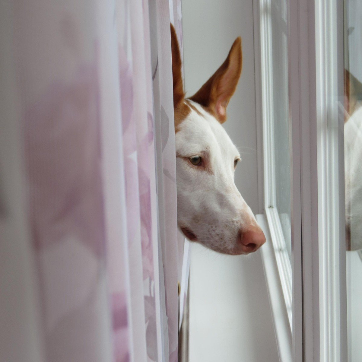Understanding Submission Urination in Dogs