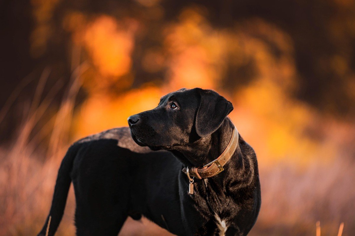 Fearful Dog: Hand Shyness Causes